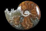 Polished, Agatized Ammonite (Cleoniceras) - Madagascar #97383-1